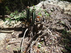Cactaceae