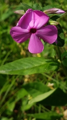Phlox ovata