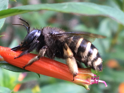 Horse-fly Carpenter Bee