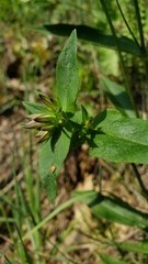 Phlox ovata