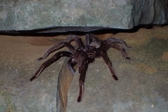 Encyocrates raffrayi