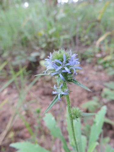 Cluster Capebell (Wahlenbergia capitata)