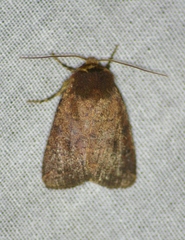 Orthodes cynica