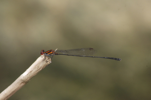 Red-striped Black Bambootail photo 2
