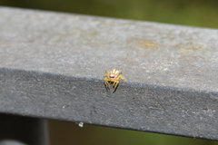 Epocilla