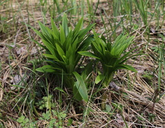 Lilium debile