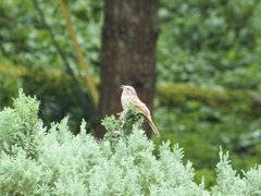 Melospiza melodia