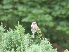 Melospiza melodia