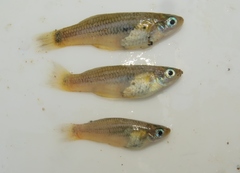 Huber's Knife Livebearer photo 2
