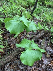 Trillium cernuum