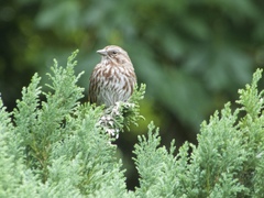Melospiza melodia