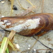 Southern Ribbed Mussel - Photo (c) Robin Gwen Agarwal, some rights reserved (CC BY-NC), uploaded by Robin Gwen Agarwal