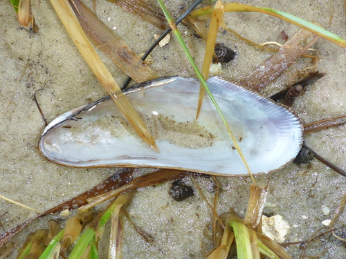 Southern Ribbed Mussel
