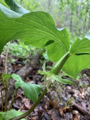 Trillium cernuum