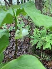 Trillium cernuum