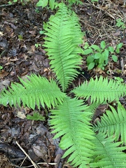 Matteuccia struthiopteris