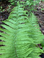 Matteuccia struthiopteris