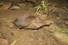 Melanomys caliginosus