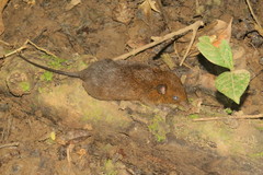 Melanomys caliginosus