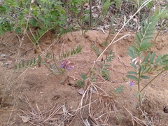 Vicia nervata