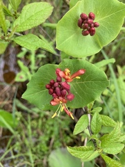 Lonicera dioica