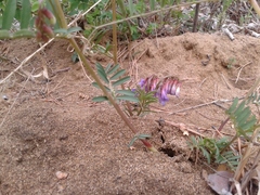 Vicia nervata