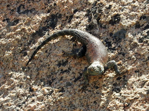 Granite Spiny Lizard