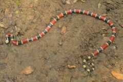 Micrurus alleni