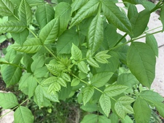 Fraxinus pennsylvanica
