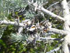 Aspalathus florifera