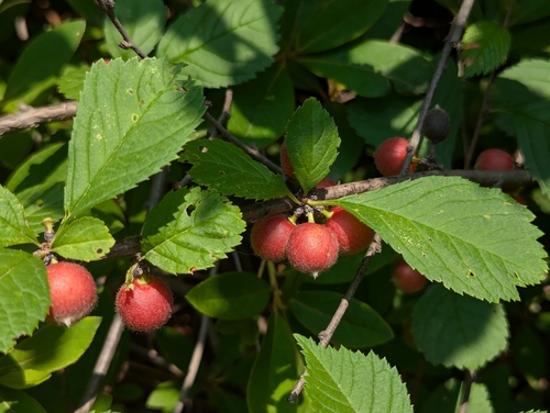 Prunus triloba