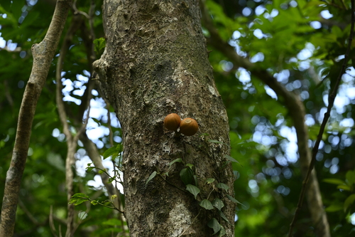 Image of Epicharis parasitica by (c) 曾昱承 Yu-Cheng Zeng, some rights reserved (CC BY)