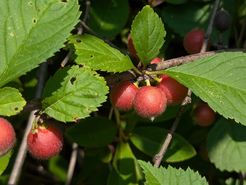 Prunus triloba