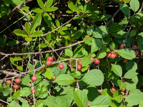 Prunus triloba