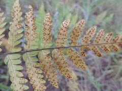 Arthropteris orientalis image