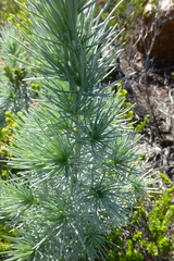 Aspalathus florifera