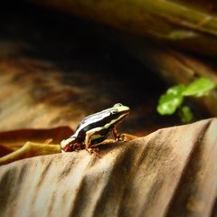 Epipedobates anthonyi