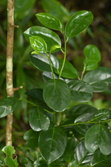 Gomphandra luzoniensis, photograph 曾昱承 Yu-Cheng Zeng, CC BY, iNaturalist via GBIF