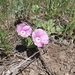 Convolvulus galaticus - Photo (c) yesimatak, some rights reserved (CC BY-NC), uploaded by yesimatak