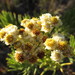 Javanese Edelweiss - Photo (c) Imron Fauzi, some rights reserved (CC BY-SA)