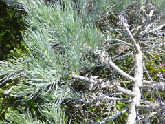 Aspalathus florifera