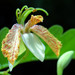 Tamarindus indica - Photo (c) 葉子,  זכויות יוצרים חלקיות (CC BY-NC-ND)