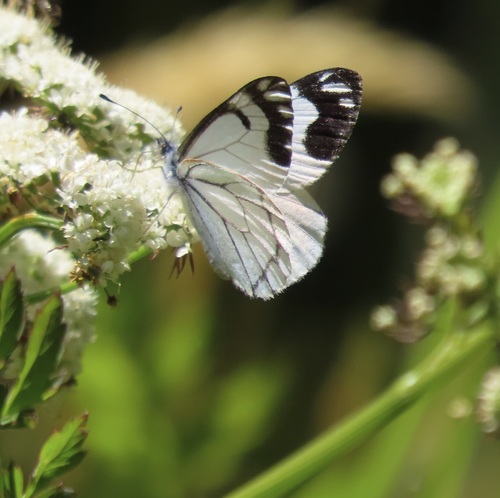 Pine White