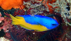 Pomacentrus auriventris