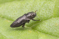 Aphanisticus cochinchinae