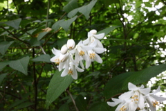 Deutzia
