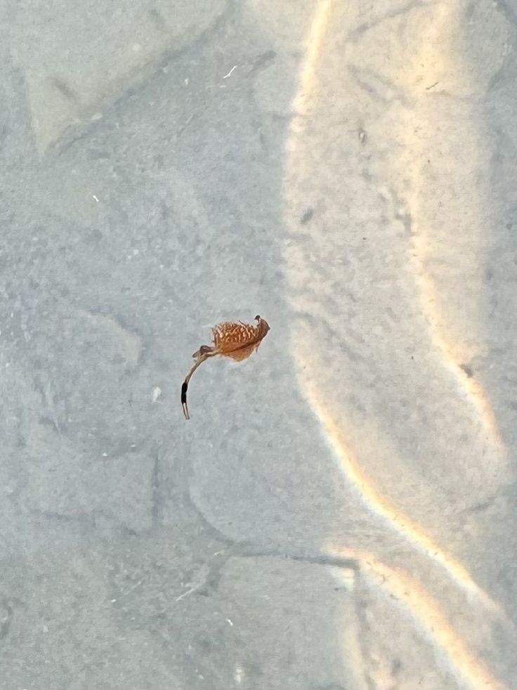 Artemia monica Verrill, 1869