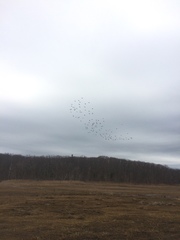 Plegadis falcinellus