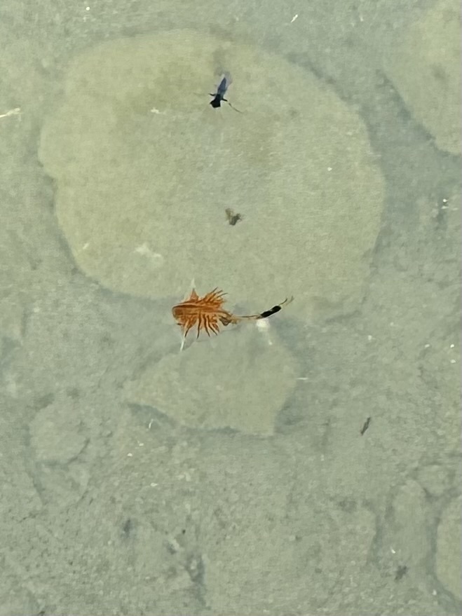 Artemia monica Verrill, 1869