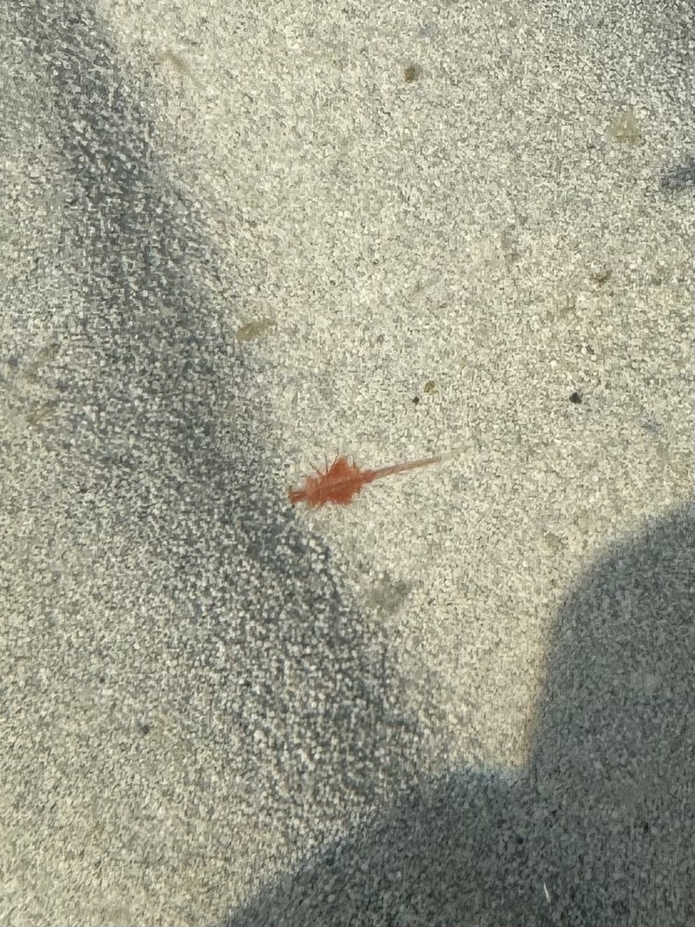 Artemia monica Verrill, 1869